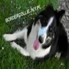 border collie